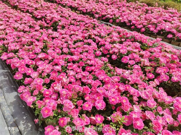 丰花月季的种植方法和养护管理(图1)