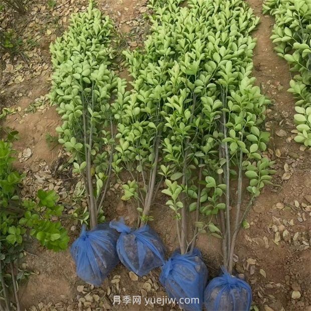 北海道黄杨种植方法(图1)