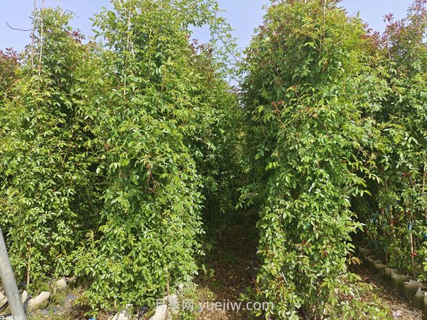 蔷薇几月份开花？(图3)