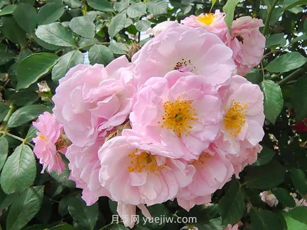 蔷薇花怎样种植?(图2) 蔷薇花怎样种植?(图2)