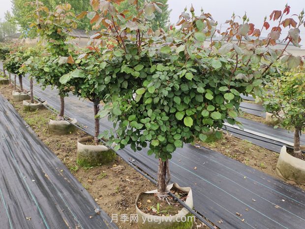 低杆地面钵月季树基地,控根钵高成活(图2) 低杆地面钵月季树基地,控根钵高成活(图2)