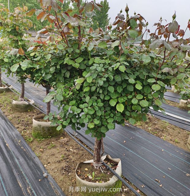 低杆地面钵月季树基地,控根钵高成活(图3) 低杆地面钵月季树基地,控根钵高成活(图3)