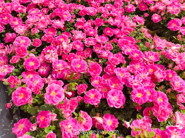 美植袋月季大苗批发,精品仙境抗病强花期长(图1) 美植袋月季大苗批发,精品仙境抗病强花期长(图1)