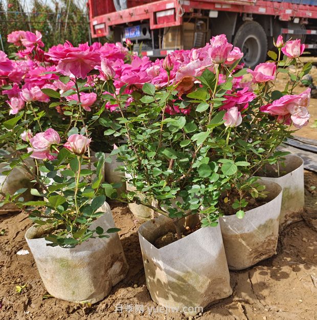 美植袋月季大苗批发,精品仙境抗病强花期长(图2) 美植袋月季大苗批发,精品仙境抗病强花期长(图2)