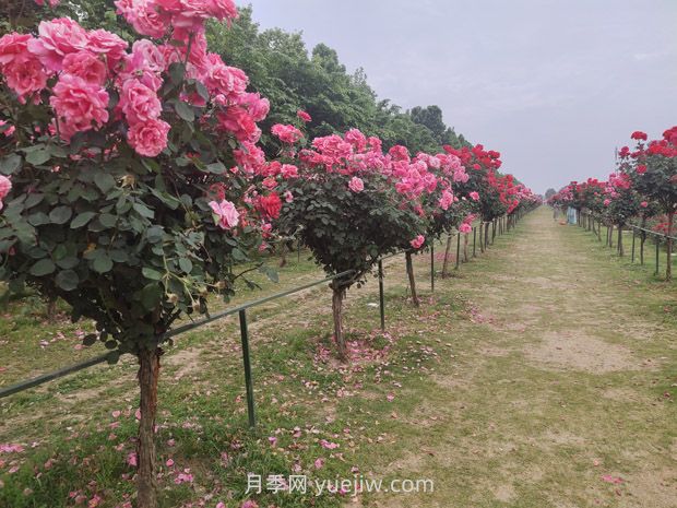 树桩月季移植之后,先搭支撑还是先浇水?(图1) 树桩月季移植之后,先搭支撑还是先浇水?(图1)