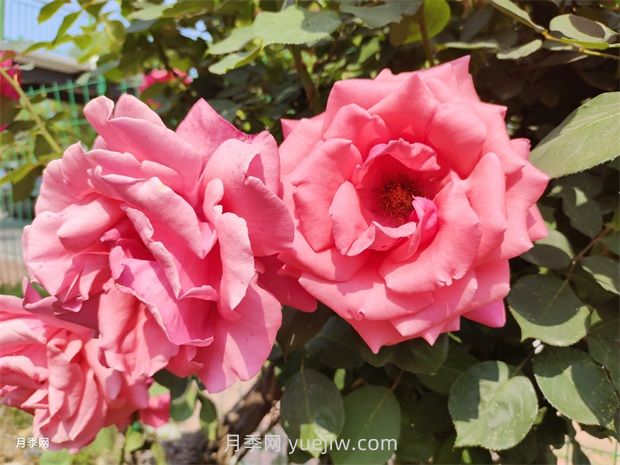 1.5万株大花月季盛开,烟台鲜花大道浪漫上线(图1) 1.5万株大花月季盛开,烟台鲜花大道浪漫上线(图1)