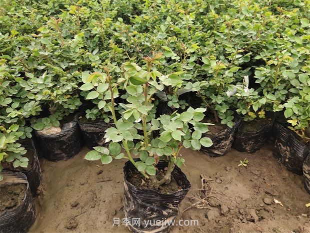 想让月季小苗快速长壮,这两件事千万要做好(图1) 想让月季小苗快速长壮,这两件事千万要做好(图1)