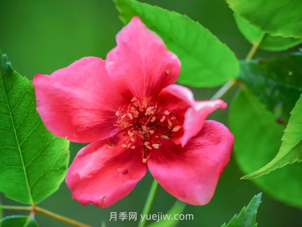 亮叶月季与常见月季有何不同？(图1)