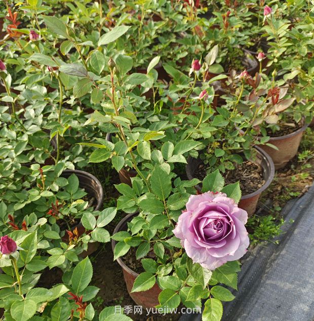 大花丰花微月双色盆月季苗批发供应(图3)