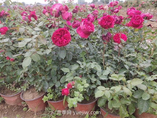 大花丰花微月双色盆月季苗批发供应(图4)