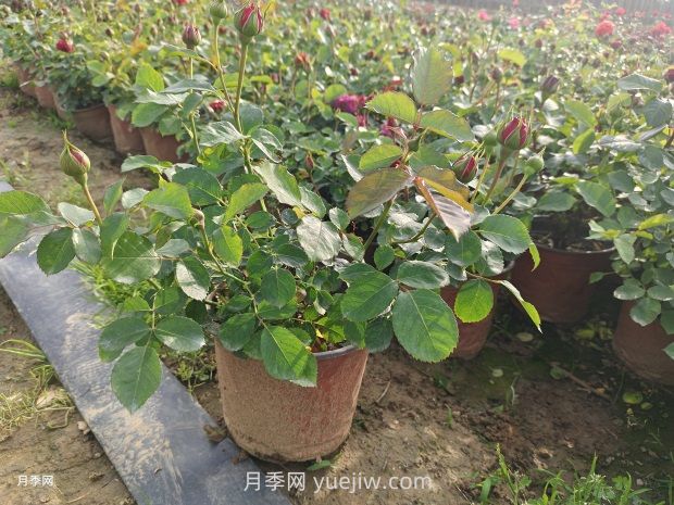 大花丰花微月双色盆月季苗批发供应(图2)