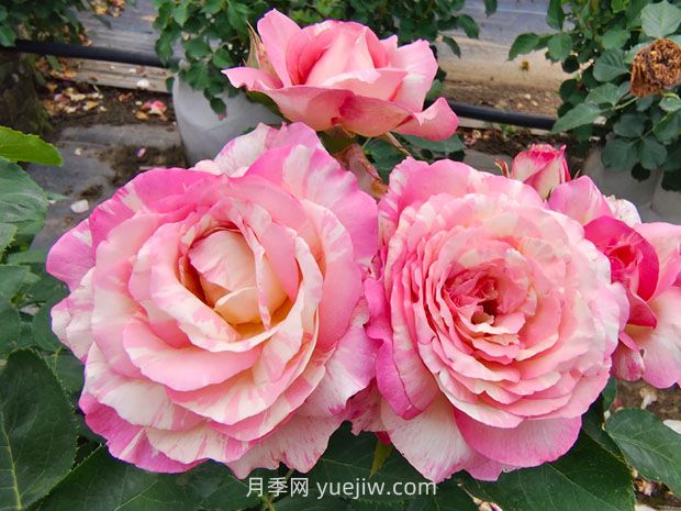 推荐16种双色条纹月季品种，感受色彩与线条的碰撞(图4)