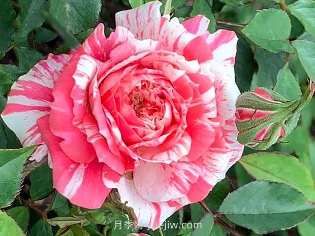 草莓螺旋月季/草莓卷/花边草帽(图2) 草莓漩涡月季/草莓卷/花边草帽(图2)