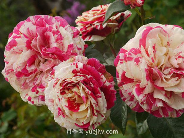 草莓香草月季/草莓蛋糕(图2) 草莓香草月季/草莓蛋糕(图2)