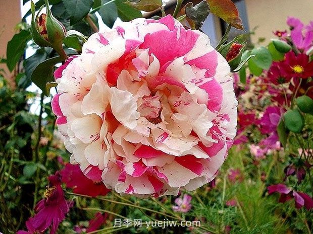 草莓香草月季/草莓蛋糕(图3) 草莓香草月季/草莓蛋糕(图3)