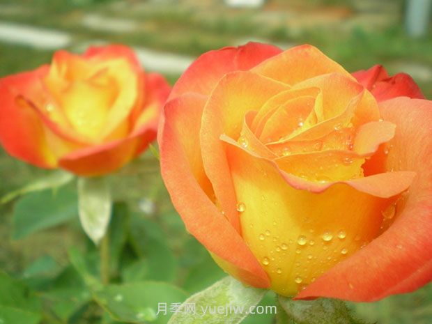 阿林卡月季/艾琳卡(图3)