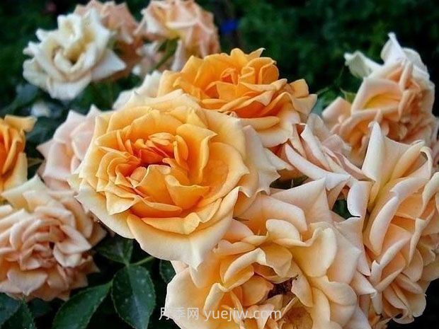 克莱门特月季/一决胜负(图1)