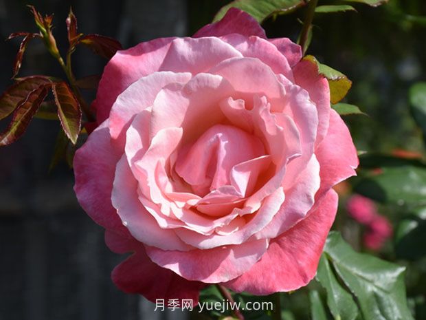 异彩月季/幻彩(图1)