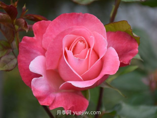 异彩月季/幻彩(图3)