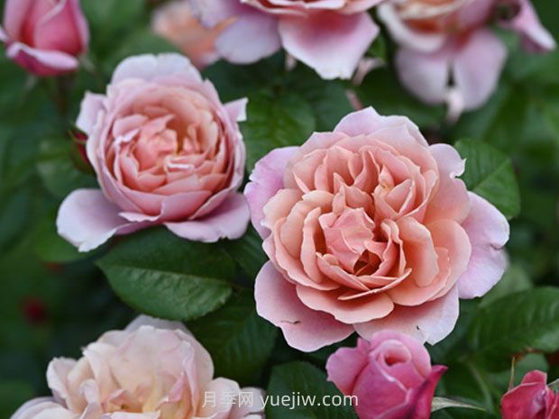 古典粉色月季/粉红复古(图1)