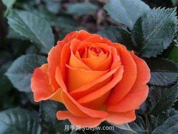 橙色永远月季(图1) 橙色永远月季(图1)