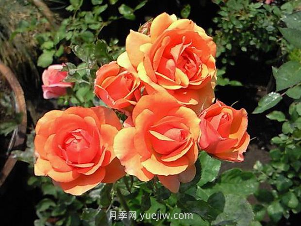 永远的卡布圣维托月季(图2)