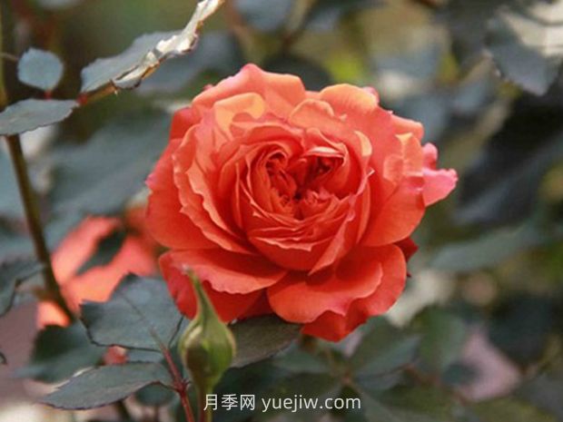 永远的卡布圣维托月季(图1)