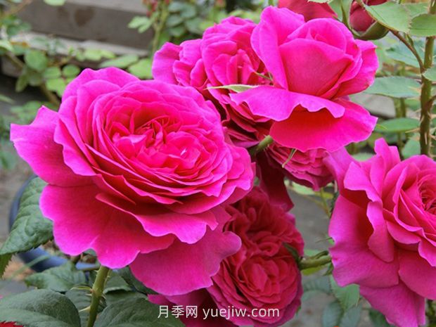 彩月季(图2) 彩月季(图2)