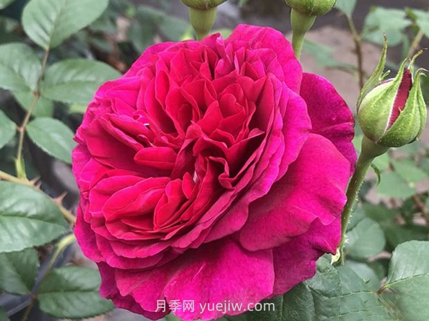 彩月季(图1) 彩月季(图1)