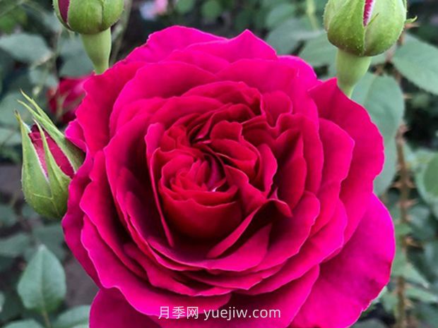 彩月季(图3) 彩月季(图3)