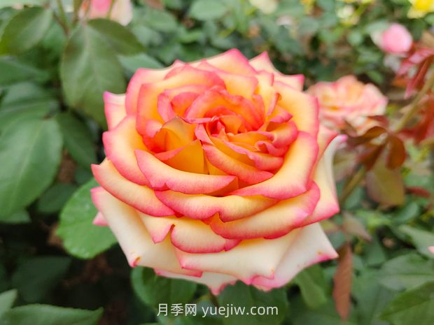 什么是大花月季的繁殖方法?怎么做才能生根成活?(图1) 什么是大花月季的繁殖方法?怎么做才能生根成活?(图1)