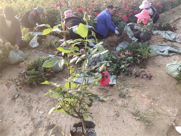 什么是大花月季的繁殖方法?怎么做才能生根成活?(图2) 什么是大花月季的繁殖方法?怎么做才能生根成活?(图2)