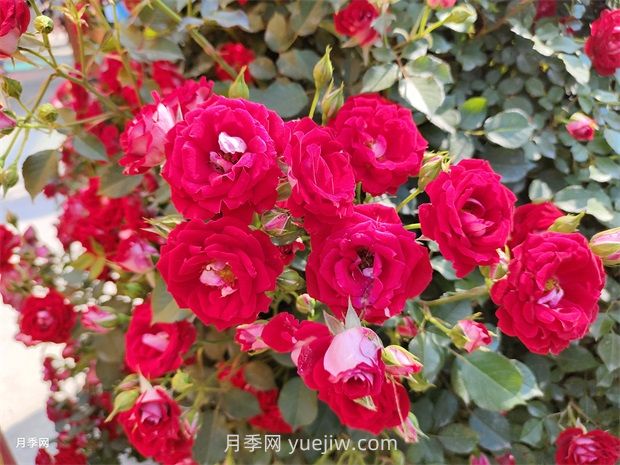 如何解决月季开花不旺?(图1) 如何解决月季开花不旺?(图1)