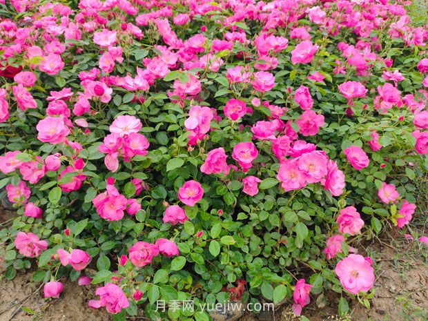 月季什么时间浇水比较好?(图1) 月季什么时间浇水比较好?(图1)