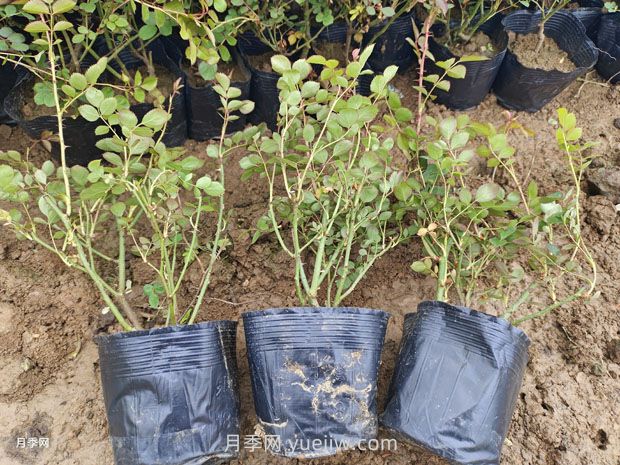 品种月季价格哪里便宜，多少钱？(图1)