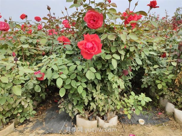 大花月季花可以嫁接培育吗?(图1) 大花月季花可以嫁接培育吗?(图1)