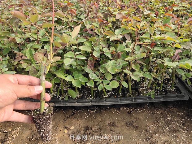大花月季花可以嫁接培育吗?(图2) 大花月季花可以嫁接培育吗?(图2)