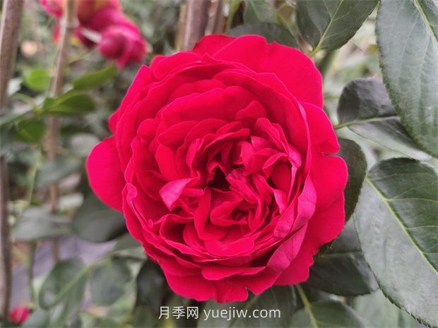 藤本月季哪些品种好养?(图1) 藤本月季哪些品种好养?(图1)