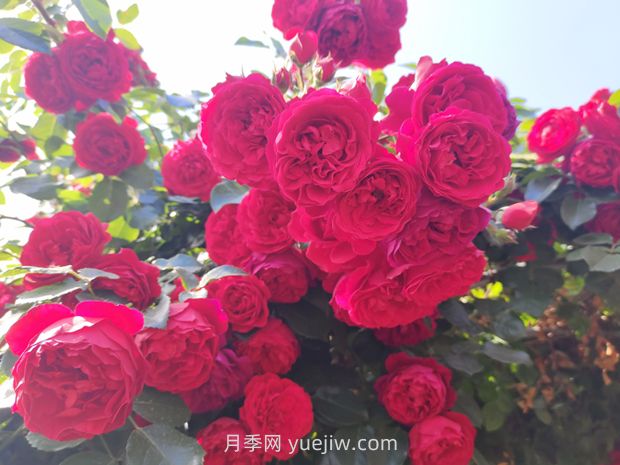 藤本月季哪些品种好养?(图4) 藤本月季哪些品种好养?(图4)