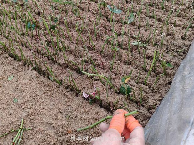 月季怎么扦插?(图1) 月季怎么扦插?(图1)