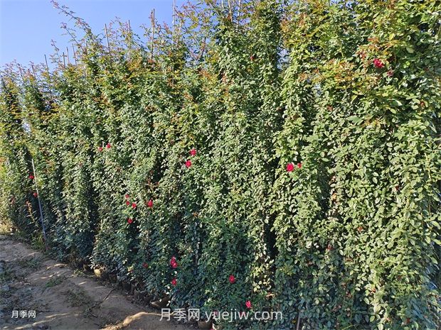 蔷薇和藤本月季哪个比较好养？(图1)