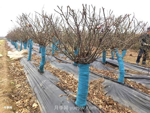 月季花冬天能移栽活吗?(图1) 月季花冬天能移栽活吗?(图1)