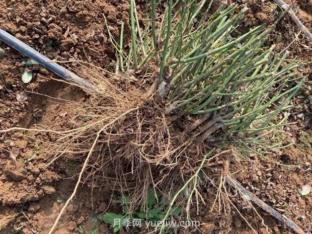 月季花冬天能移栽活吗?(图2) 月季花冬天能移栽活吗?(图2)