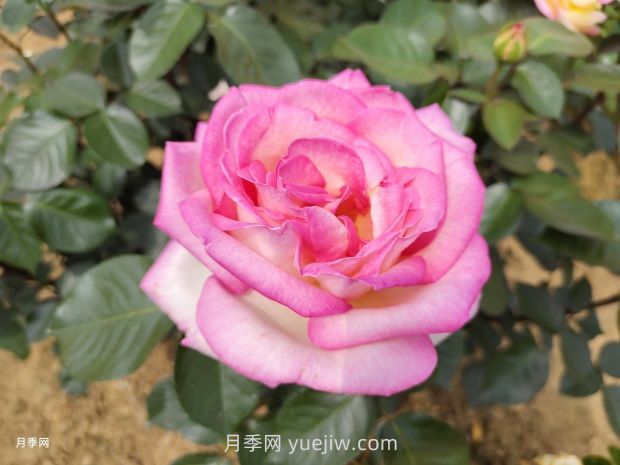 十大浓香勤花月季(图1) 十大浓香勤花月季(图1)