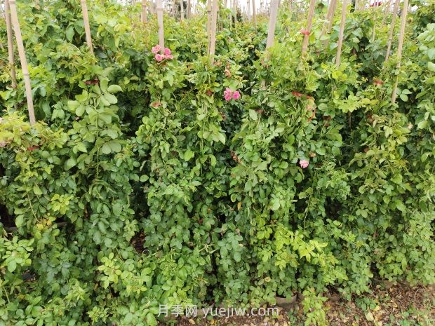 藤本月季在北方能过冬吗?(图1) 藤本月季在北方能过冬吗?(图1)