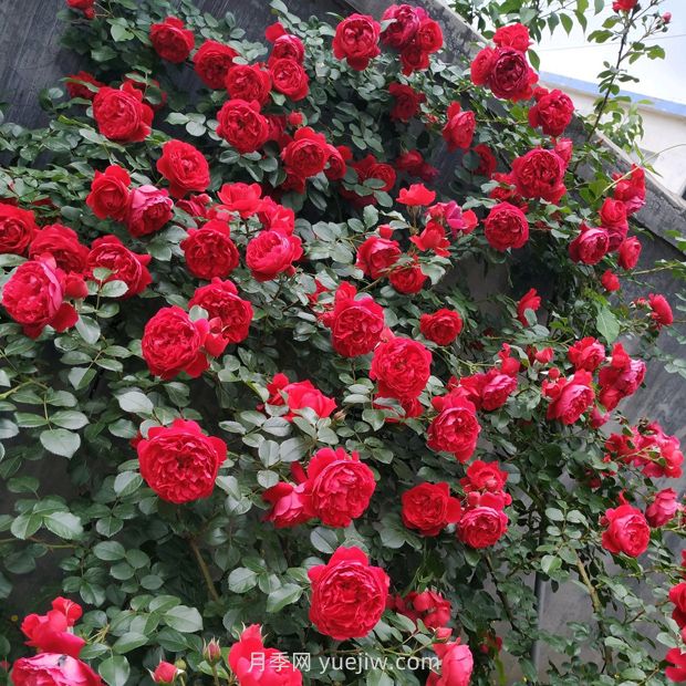 藤本月季在北方能过冬吗?(图2) 藤本月季在北方能过冬吗?(图2)