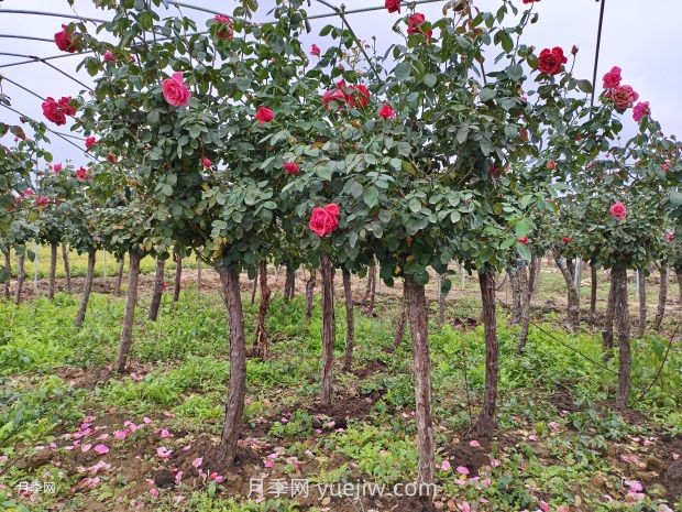 月季花什么时候移栽比较好？(图2)