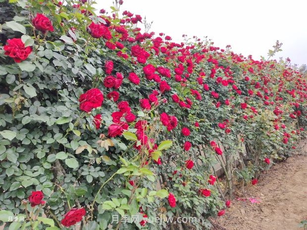 月季枝条有刺吗？(图2)