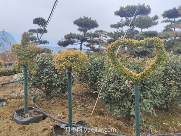 绿化苗木种植怎样养护？(图1)