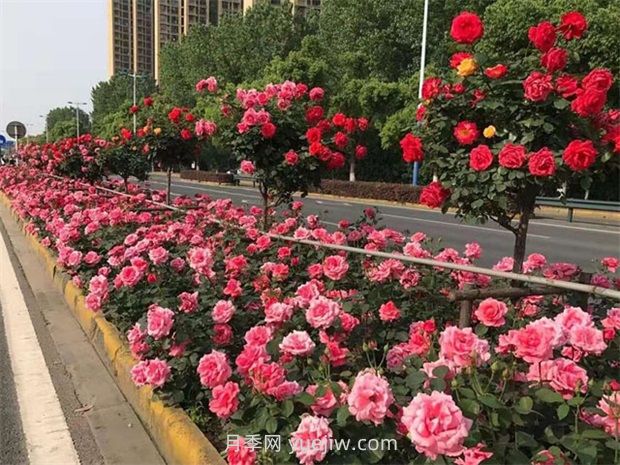 绿化养护如何提高管理？(图1)